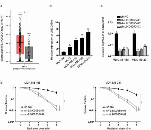 Figure 1. LINC00504 is up-regulated and related to radio-sensitivity of BC. (a) The expression level of LINC00504 in tumor tissues and normal tissues was displayed by GEPIA database. (b) The expression levels of LINC00504 in BC cell lines and normal cell line were assessed by RT-qPCR assay. (c) The interference efficiency of LINC00504 was analyzed. (d) Survival fraction of BC cells exposed to different doses of radiation was demonstrated. *P < .05, **P < .01.