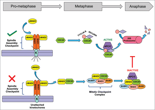 Figure 1. Spindle assembly and mitotic checkpoints control anaphase entry. The spindle assembly checkpoint (SAC) proteins MAD1 and MAD2 monitor the spindle microtubule-kinetochore attachments. A proper attachment satisfies the spindle checkpoint (green tick), CDC20 can then activate APC/C and promote entry into anaphase. If the SAC detects any unattached or improperly attached kinetochore (K), the spindle checkpoint is ‘unsatisfied’ (red cross). Inactive, Open-MAD2 (O-MAD2) undergoes a conformational change to active, Closed-MAD2 (C-MAD2). The C-MAD2 then binds to CDC20 and along with other proteins MAD3, BUB3, BUBR1 form the mitotic checkpoint complex (MCC). The MCC binds and inhibits the APC/C function and results in metaphase arrest until all the kinetochores are properly attached to the spindle microtubules.