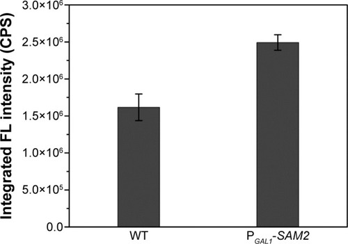 Figure 9 Intracellular fluorescence intensities of WT and PGAL1-SAM2 strains.Abbreviations: FL, fluorescence; SAM, S-adenosylmethionine; WT, wild-type.