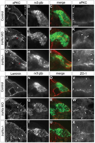 Figure 7. Traf4a loss disrupts apical-basal polarity of the eye epithelium. Transverse sections through the anterior forebrain (br) and eye vesicles (e) of control (A-C,J,M-O,V), traf4a morphant (D-F,K,P-R,W), and traf4a-/- (G-I,L,S-U,X) 12-14ss Tg(rx3:GFP) embryos. A-L: aPKC (A,D,G,J-L) immunolabeling, and merge (C,F,I) with GFP (B,E,H). Unevenly distributed apical (D,G arrows), and patches of non-apically localized (D,G,K,L; arrowheads), aPKC immunolabel are evident with Traf4a loss. M-U: Laminin immunolabeling (M,P,S) is basally localized in control, but patchy (arrows) and occasionally ectopically expressed (arrowheads) in morphants and mutants. V-X: ZO-1 immunolabeling is predominantly at the apical surface of the eye epithelium, but is also ectopic to the apical surface (W,X; arrowheads) with Traf4a loss. Orientation in A applies to all panels. a, apical; b, basal; s, skin. Scale bar in J is 50 µm (A-I), 75 µm (M-U), and 20 µm (J-L, V-X).