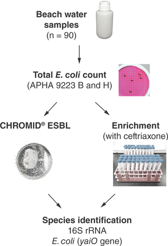 Figure 1. Workflow for screening of extended-spectrum β-lactamase producers in beach water samples.