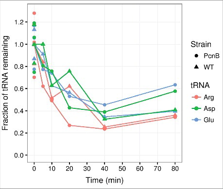 Figure 1. PAP I is not required for tRNA degradation at the onset of amino acid starvation. Transfer RNA counts quantified from a northern blot as described in ref. Citation14, Citation21. In brief, cultures of MG1655 rph+ ΔpcnB::cat-sacB (PcnB) and MG1655 rph+ (WT) were grown in MOPS minimal mediaCitation98 supplemented with 0.2% glucose for at least ten generations in exponential phase prior to isoleucine starvation, which was induced by the addition of 400 μg/ml valine.Citation99 At the indicated time points, aliquots of the cultures were harvested into 10% trichloroacetic acid before suspension on ice.Citation100 Spike-in E. coli cells over-expressing the seleno-cysteine tRNA (tRNAsec) were added to constitute 5% of each sample based on OD436 units. RNA was extracted with cold phenol.Citation101 Northern blots were performed on 6% polyacrylamide gels, and probed for tRNAsec, tRNAargVYZQ, tRNAaspTUV, tRNAgltTUVW. Spike-in-normalized counts are shown relative to the average of three measurements from steady state growth (shown at 0 minutes), which is set to unity. The generation times in steady state were 57 min for ΔpcnB and 52 min for the isogenic wild type. The experiment was repeated two times with similar results.