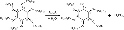 Figure 1. Hydrolytic reaction of phytic acid by AppA. The phosphate groups on a phytic acid (left) become free one by one, starting from the D-6 (L-4) position.