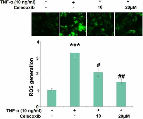 Figure 2. Celecoxib reduced ROS production in TNF-α-challenged human C-28/I2 chondrocytes. Cells were treated with TNF-α (10 ng/ml) in the absence or presence of Celecoxib at concentrations of 10 and 20 μM for 24 hours. ROS generation was labeled by green fluorescence (***, P < 0.005 vs. vehicle group; #, ##, P < 0.05, 0.01 vs. TNF-α group)
