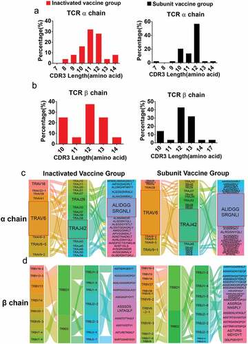 Figure 3. The gene characteristics of TCRαβ chains in the two vaccine groups. (a,b) the CDR3 AA length distribution of TCRαβ chains for the two vaccine groups. (c) The diagram shows COVID-19-specific TCRα chain V-J gene pairs in the two vaccine groups. The first, second and third columns represent TRAV, TRAJ, and CDR3, respectively. (d) The first to fourth columns represent the TRBV, TRBD, TRBJ, and CDR3, respectively. The area of the colors of each column (from left to right) was proportional to the frequency of the V, D, J or CDR3 gene sequence in all TCR clones from the two vaccine groups. The paired V-(D)-J with CDR3 genes are connected by smooth curves. The thickness of a line shows the frequency (100%) of a V-(D)-J-CDR3 pairing.
