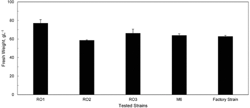 Figure 1. Biomass yield of RO1, RO2, RO3, M6 and factory strain in 40 L airlift bioreactor cultures, each containing 22 L of molasses II medium.