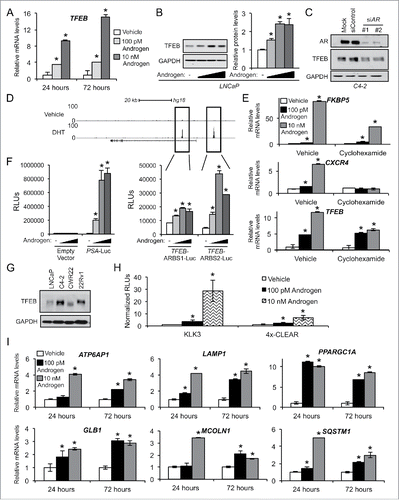 Figure 4. AR stimulates TFEB expression and activity. (A) LNCaP cells treated with vehicle (ethanol) or androgen (100 pM or 10 nM R1881) for 24 or 72 h and then subjected to qPCR analysis. (B) LNCaP cells treated for 24 h with an androgen dose response (0, 0.1, 1 or 10 nM R1881) and then subjected to immunoblot analysis. Left, representative images. Right, densitometry (n = 3). *, significant (P < 0.05) changes from vehicle. (C) C4–2, a castration-resistant prostate cancer (CRPC) cell line-derivative of LNCaPs, were transfected with siRNAs targeting AR or control, lysed and probed for TFEB. (D) ChIP-Seq tracks of LNCaP cells treated with vehicle or DHT 2 h. AR binding sites in the intronic region and direct upstream region of TFEB are highlighted. Similar data for VCaP and C4–2B cells are presented in Fig. S7. (E) LNCaP cells were treated with vehicle or androgen (R1881) ± 1 μg/μl cycloheximide and subjected to qPCR analysis as in Fig. 2C. FKBP5 is a known direct transcriptional target of AR, while CXCR4 is a known indirect AR transcriptional target.Citation25 Data are normalized to RPLP0 and expressed as mean fold induction ± SE. *, significant (P < 0.05) changes from vehicle. (F) Various enhancer luciferase reporter constructs including those containing the potential AR binding sites identified in (D) were transfected into LNCaP cells and treated overnight with an androgen (R1881) dose response (0, 0.1, 1, and 10 nM). After treatment, cells were harvested and assayed for luciferase activity. Luciferase values were normalized to β-galactosidase control. Data are the mean relative light units (RLUs) + SEM for one representative experiment conducted in triplicate (n = 3). *, significant (P < 0.05) changes from vehicle-treated cells. (G) Hormone-sensitive LNCaP and CWR22 cells, and their respective CRPC derivatives, C4–2 and 22Rv1, were probed for basal TFEB protein levels. (H) LNCaP cells were transfected with a KLK3/PSA-luciferase reporter plasmid or a 4X-CLEAR (TFEB DNA binding sequence)-luciferase reporter plasmid in conjunction with a CMV-β-galactosidase control plasmid. After transfection, cells were treated with vehicle or increasing concentrations of R1881 for 24 h. Cells were harvested and assayed for luciferase activity. All luciferase values were normalized to β-galactosidase transfection controls. Data are expressed as normalized relative light units (RLUs) ± SE. *, significant (P < 0.05) changes from vehicle. (I) VCaP cells were treated as indicated and subjected to qPCR analysis to quantitate the mRNAs levels of 6 established transcriptional targets of TFEB34,69: ATP6AP1, LAMP1, PPARGC1A, GLB1, MCOLN1, and SQSTM1.