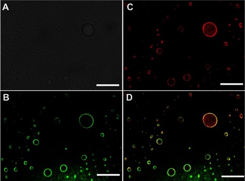 Figure 2 Fluorescent and optical images of the Pickering emulsions. (A) Optical image of the Pickering emulsion stabilized by 5-aminofluorescein labeled PNA nanogels. (B and C) Fluorescent images of the DOX-loaded Pickering emulsions stabilized by 5-aminofluorescein labeled PNA nanogels (5-aminofluorescein-labeled PNA nanogels show green fluorescent, DOX Show red fluorescent). (D) Fluorescent merged image of the Pickering emulsions containing DOX, stabilized by 5-aminofluorescein-labeled PNA nanogels. Scale bar = 5 μm.