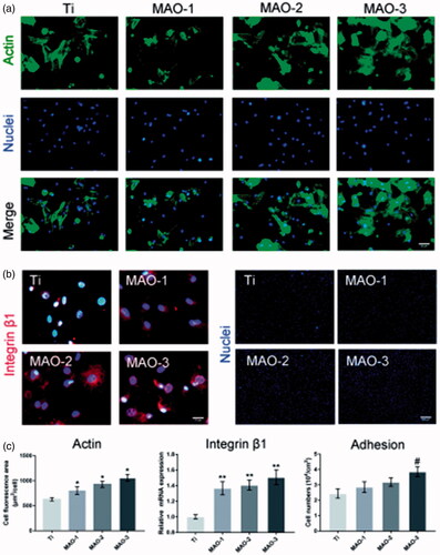 Figure 4. Cell adhesion and extension assay. (a) BMSCs were stained by FITC-phalloidin and DAPI after incubation for 4 h on four samples. Scale bar =50 µm (b) Expression of integrin β1 detected by fluorescence microscope after incubation for 4 h. Scale bar =10 µm (c) Cell nuclei stained with DAPI were imaged by fluorescence microscope for the four samples 4 h after seeding. Scale bar =500 µm (d) The average area of cell extension was determined by ImageJ. (e) After 4 h of incubation on the four samples, expression of integrin β1 was measured by qRT-PCR. (f) Statistical results of cell adhesion on sample surfaces. (*p < .05 and **p < .01 compared with Ti; #p < .05 compared with Ti, MAO-1 and MAO-2; n = 3).