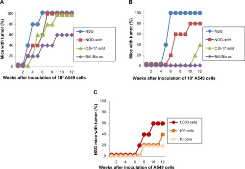 Figure 2 Tumorigenicity in mice after subcutaneous inoculation of A549 cells.Notes: Tumorigenicity after inoculation of 105 (A) and 104 (B) A549 cells. (C) Tumorigenicity in NSG mice after inoculation of 10–103 A549 cells.Abbreviation: NSG, NOD/LtSz-scid Il2rg−/−.