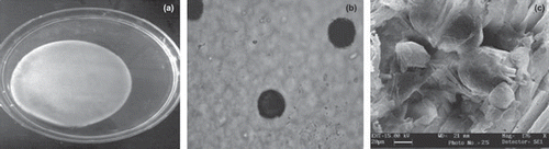 Figure 3. Multiphase hydrogel: (a) hydrogel film; (b) photomicrograph of hydrogel film; (c) SEM of microsphere-loaded PVA-gelatin hydrogel.