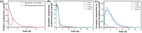 Figure 6. Temporal distribution of nanocarriers in blood stream by considering secondary nanoparticles in different sizes, for 150-nm primary nanoparticles; Temporal distribution of (a) primary nanoparticles in circulation and tumor microvascular network, (b) secondary nanoparticles in tumor microvascular network, (c) secondary nanoparticles in circulation.