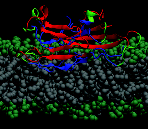 Figure 1. Molecular model of an Aβ40 fibrillar octamer interacting with a POPE bilayer membrane (lateral view). The N-terminal β-strands are shown in red, the core C-terminal β-strands are blue, and the turn regions are green. The hydrophilic lipid headgroups (lime) and the lipid tails (gray) are illustrated by spheres.