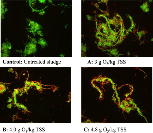 Figure 2. Live/Dead® fluorescence microscopy images of the untreated (control) and ozone treated return activated sludges (A–C).