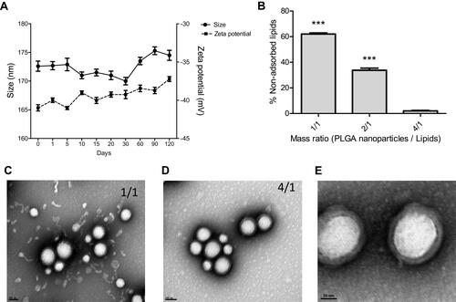 Figure 2 Development of the hybrid nanosystems. (A) Stability and physicochemical properties of PLGA nanoparticles, size and zeta potential, over 120 days at room temperature. (B) Percentage of non-adsorbed lipids for the different PLGA/lipid mass ratios tested in the HNP development. Data are expressed as mean ± SD obtained from four in dependent samples (n= 4). (C) and (D) Transmission electron microscopy representative images of HNP with different PLGA/lipid mass ratios ((C) 1/1 mass ratio and (D) 4/1 mass ratio) (scale bar = 100 nm). (E) Transmission electron microscopy representative image of HNP (PLGA/lipid 4/1 mass ratio), showing the lipid-coated PLGA nanoparticles (scale bar = 50 nm). (***P< 0.001) Denotes a statistically significant difference in the percentage of non-adsorbed lipids when compared to that obtained in the production of the hybrid nanoparticles in the 4/1 mass ratio.