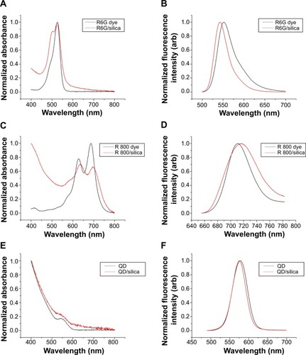 Figure 7 Optical spectra.Notes: Ultraviolet/visible absorption spectra of (A) Rhodamine 6G, (C) Rhodamine 800, and (E) quantum dots before and after silica coating. Fluorescence spectra of (B) Rhodamine 6G (λex=480), (D) Rhodamine 800 (λex=635), and (F) quantum dots (λex=375) before and after silica coating.Abbreviations: R, rhodamine; QD, quantum dots.