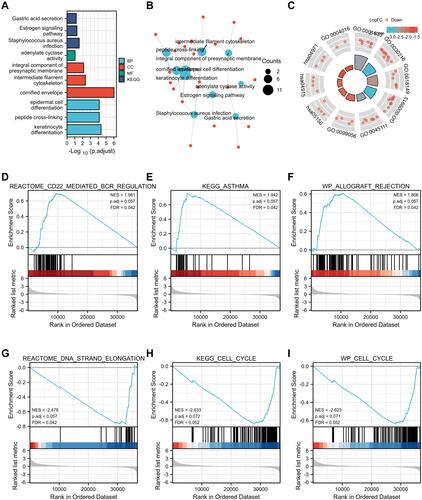 Figure 6 (A–C) Enrichment analysis of co-expressed genes. (D–I) GSEA results show differential enrichment between high SIDT1 expression and low SIDT1 expression.