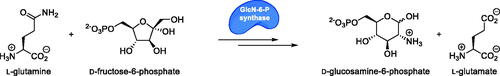 Scheme 1. The reaction catalysed by GlcN-6-P synthase.