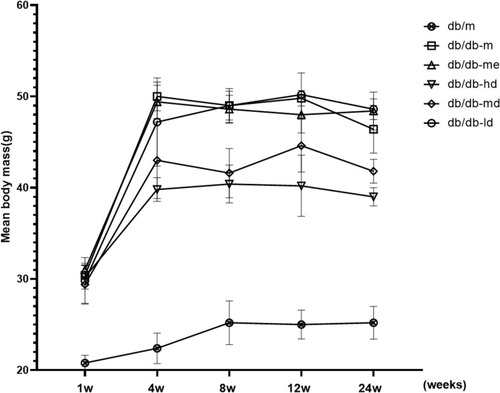 Figure 1 Effects of BSR on body weight of db/db DN mice. Animals were assigned into six group (n = 25): control group (db/m), model group (db/db-m), positive group (db/db-me) and BSR at high- (db/db-hd), medium- (db/db-md) and low (db/db-ld) doses group. The data are shown as the mean±SD.