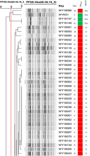 Figure 3 The blaKPC-2-positive ST11 K. pneumoniae in Hunan province (part). Red and green squares indicate the presence or absence of the indicated resistance genes, respectively. Isolates with ≥90% genetic similarity were classified in the same group.