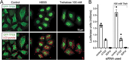 Figure 6. Pharmacological activation of TFEB modestly but significantly enhances CVB3 replication, and the effect requires ATG. (A) GFP-TFEB HeLa cells on coverslips were maintained in cDMEM (control), HBSS, or cDMEM, including trehalose at 100 mM. After 24 h, cells were fixed and immunostained with rabbit LC3 antibody. Confocal images were acquired and LC3 puncta (red) were highlighted using the Spot function in Imaris. (B) Hela cells were transfected with the different siRNAs (nontarget control, ATG5 and 3Dpol) at 50 nM and 24 h later, treated with or without trehalose (Sigma-Aldrich, T9449) 100 mM for 24 h and then were infected with NlucCVB3 at MOI = 0.1 for 24 h. Viral replication was measured using a luciferase assay. ANOVA showed that statistically-significant differences (*** or ****) applied when any column was compared to any other column, with two exceptions: the two ATG5 columns, and the two 3DPol columns, were not significantly different