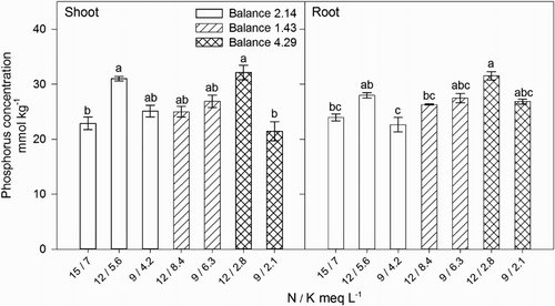Figure 3. Effect of nitrogen (N) and potassium (K) balance and concentration in the nutrient solution on shoot and root phosphorus concentration of lisianthus plants.