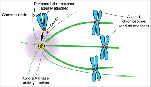 Figure 2. Dynein prevents premature stabilization of erroneous kinetochore-microtubule attachments by counteracting PEFs and by bringing chromosomes closer to Aurora A activity at the spindle poles. Illustrative model depicting the dominant role of Dynein in bringing peripheral chromosomes toward the center of an Aurora A activity gradient at the spindle poles, against chromokinesin-mediated PEFs.