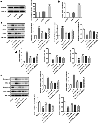 Figure 2. STM reduces cell damage in IL-1β-induced ATDC5 cells via SREBF2