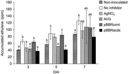 Figure 2. Effects of different ethylene inhibitors on the ethylene evolution from cotyledon explants inoculated with an Agrobacterium strain EHA105 harboring a binary vector pIG121-Hm. Accumulation of ethylene gas in the headspace of culture vials after varying days after inoculation (DAI) was measured using a gas chromatography. Non-inoculated, explants were not inoculated with Agrobacterium; No inhibitor, no ethylene inhibitors was used for transformation, AgNO3, silver nitrate was included in the media; AVG, aminoethoxyvinlyglycine was included in the media; pBBRcont, pBBR control vector was co-integrated in the Agrobacterium; pBBRacds, pBBRacds vector that contained ACC deaminase gene was co-integrated in the Agrobacterium. Data are the averages and SD of three vials for each treatment, in which three explants were incubated in each vial. Letters on top of the bars indicate statistical significance at the 95% confidence level based on Duncan’s mean comparison.