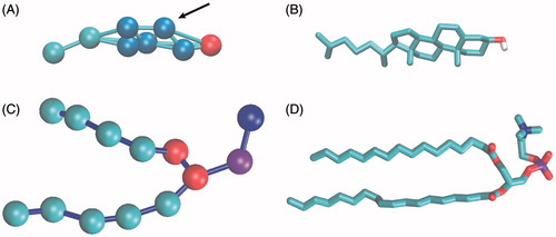 Figure 1. Representation of cholesterol and POPC molecules in CG and AT. (A) CG structure of cholesterol. Polar head-group bead (ROH) is shown in red, ring beads (R1–R5) in blue, tail beads (C1–C2) in cyan. Connectivity between beads is shown with sticks. The arrow marks the position (R2 site) which would correspond to the brominated site. (B) AT structure of cholesterol in stick representation. Non-polar hydrogens are not shown, oxygen is shown in red and carbons in cyan. (C) CG structure of POPC. Choline bead is shown in blue, phosphate bead in purple, glycerol linkage beads in red and hydrophobic tail beads in cyan. (D) AT structure of POPC in stick representation. Hydrogens are not shown, oxygen in red, nitrogen in blue, phosphorus in purple and carbons in cyan.