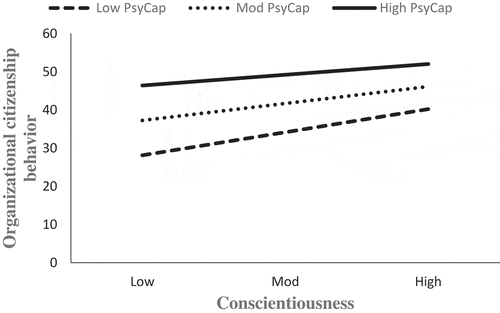Figure 3. High positive psychological capital is diminishing the positive association of conscientiousness with OCB.