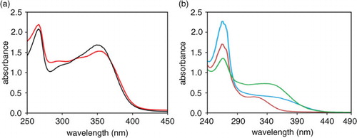 Fig. 4 Yellow chromophores from Zolfino. Panel a: Absorption spectra of methanol extract of Zolfino tegument (the tegument from 1.5 g of seeds soaked in 3 mL methanol for 1 h at room temperature) (red line) and of 20 µM in methanol of authentic kaempferol-3O-glucoside (black line) are reported. Panel b: absorption spectra of water extract from tegument (green line), cotyledons (red line), and whole (blue line) Zolfino bean are reported. Teguments and cotyledons derived from 1.5 g of Zolfino seeds were soaked for 1 h at room temperature in 3 and 6 mL of water, respectively, and the medium analyzed. Whole seeds (1.5 g) were soaked as above in 6 mL of water and the medium analyzed.
