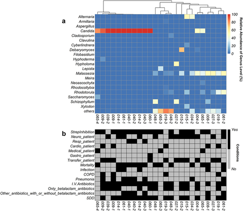 Figure 2. Heatmap of fungal abundance in sputum samples. Panel a shows the heatmap that was sorted based on a hierarchical clustering solution (Euclidean distance metric and average linkage) of the sputum mycobiome samples (n = 25). Rows represent the genera identified by ITS2 sequencing, and columns represent individual sputum samples. The colour key for relative abundance of the different genera is presented on the right of the heatmap. Panel B below the heatmap presents particular patient characteristics as recorded previously, where black indicates “yes” [Citation20]. in particular, the following characteristics are included: StrepInhibition, a patient’s sputum was shown to inhibit streptococcal growth; Neuro, patient with neurological diagnosis; Resp, respiratory diagnosis; Cardio, cardiological diagnosis; Medical, medical diagnosis; Gastro, gastroenterological diagnosis; Transfer, ICU outcome was hospital transfer; Deceased, ICU outcome patient deceased; Infection, patient suffered infection; COPD, patient diagnosed with chronic obstructive pulmonary disease; Pneumonia, patient suffered from pneumonia; I.V. antibiotics, antibiotics were administered intravenously; Only_betalactam_antibiotics, patient received only beta-lactam antibiotics; Other antibiotics with or without betalactam antibiotics, patient received various other antibiotics; SDD, patient received selective decontamination of the digestive tract (SDD) according to the standard protocol of the UMCG [Citation23]. a negative control, a water extraction control and a workbench swab extraction control were checked by PCR. However, these control PCRs did not result in amplicons and were therefore not sequenced. Additional bar plots of the fungal species abundance per sputum sample are shown in Supplementary figure 1.