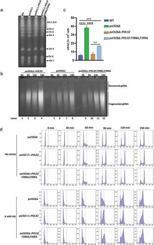 Figure 3. Role of CaPol32 in chromosomal stability and cell cycle progression. a. DNA plugs were prepared for various strains of C. albicans and resolved by PFGE. b. Alkaline agarose gel electrophoresis of total DNA isolated from Pol32ΔΔ::POL32 (lanes 1–4), pol32ΔΔ (lanes 5–8), and pol32ΔΔ::POL32 F398A, F399A (lanes 9–12) strains of C. albicans during the recovery period after HU treatment was carried out. After neutralization, DNA fragments were visualized by ethidium bromide staining. c. The efficiency of LOH of various strains of C. albicans was measured by estimating the number of FOA resistant colonies. d. Synchronized cells were chased for 150 mins at an interval of 30 mins to check the cell cycle progression of C. albicans cells without or with HU treatment. Cells were stained with cytox green and a single cell gated population was analyzed by flow cytometry.