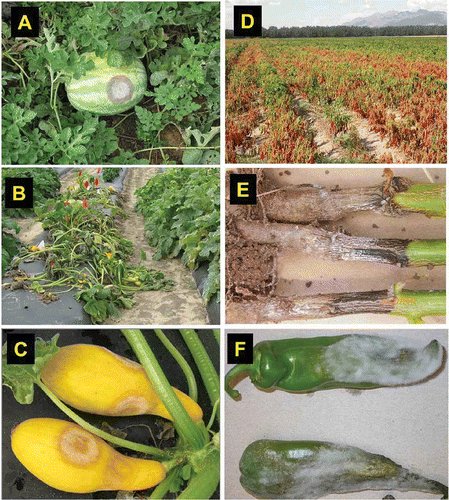 Fig. 1. Phytophthora blight on vegetable crops caused by Phytophthora capsici. A, fruit rot on watermelon; B, wilting in squash; C, fruit rot in squash; D, wilting in chile pepper plants; E, crown rot on chile pepper plants; and F, fruit rot on chile pepper with massive mycelial growth.