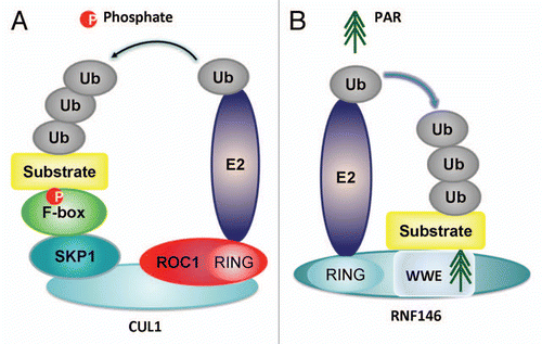 Figure 4 Comparison between PARsylation-directed ubiquitination by E3 ubiquitin ligase RNF146 and phosphorylation-directed ubiquitination by E3 ubiquitin ligase SCF complex. In phosphorylation-directed ubiquitination of substrates, the Cullin1 bind with ROC1 at its C-terminal, while at its N-terminus it bind with SKP1 which further recruit FBP to recognize phosphorylated protein substrates. The ROC1 can recruit E2 ubiquitin-conjugating enzyme and contribute to ubiquitination of phosphorylated substrates. In PARsylation-directed ubiquitination of axin, RNF146 directly recognize PARsylated substrates via its PAR-binding motif in WWE domain and recruit E2 via its ring finger domains, finally contributing to ubiquitination of PARsylated substrates.