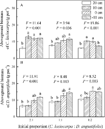 Figure3. Biomass (mean ± SE, n = 4) of the plant species grown in mixtures in four water level treatments: (A) aboveground biomass of C. lasiocarpa; (B) aboveground biomass of D. angustifolia. F and p-values are from a one-way ANOVA, testing the effects of water level on aboveground biomass. Different letters represent significant differences among water level treatments (p < 0.05).