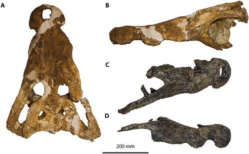 Figure 8. Baru. A, Baru wickeni, NTM P91171-1, skull in dorsal view. B, Baru wickeni, NTM P91171-1, skull in left lateral view. C, Baru darrowi, NTM P8695-8, holotype, partial skull in dorsal view. D, Baru darrowi, NTM P8695-8, holotype, partial skull in right lateral view.