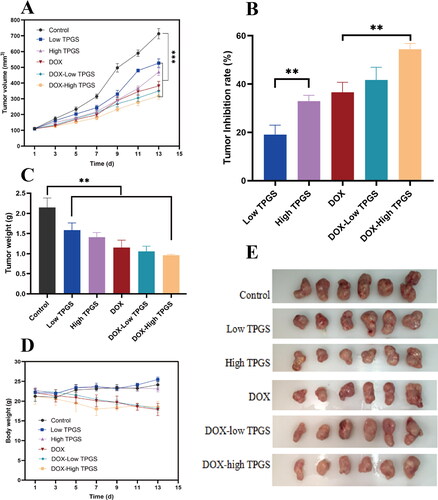 Figure 4. In vivo antitumor TPGS and DOX effects in MCF-7-ADR tumor-bearing female nude mice. (A) Tumor volume changes in MCF-7-ADR bearing nude mice after treatment with different formulations, (B) tumor inhibition rates in tumor-bearing mouse groups, (C) tumor weights in tumor-bearing mouse groups at treatment end, (D) MCF-7-ADR tumor-bearing mouse body weight changes during treatments, (E) tumor images at treatment end (n = 6, **p < 0.01).
