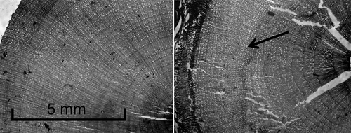 Figure 3. Photos of shrub stem microsections showing a sample that did not cross-date and had to be discarded, with an arrow pointing to a particularly difficult series of rings (right), and a sample that did cross-date and was viable for dendroclimatological analysis (left)