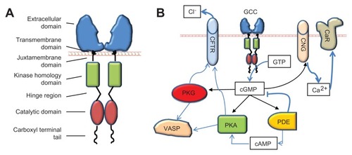 Figure 3 GCC and its downstream targets. (A) The domain structure of GCC. (B) Key proximal effectors activated by GCC in intestinal epithelial cells upon catalytic conversion of GTP to cGMP.
