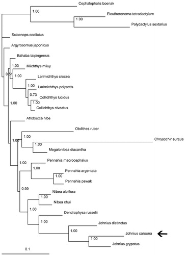 Figure 1. Phylogenetic position of the Caroun croaker J. carouna (MF004312). Cephalopholis boenak (KC537759), Eleutheronema tetradactylum (KC878730) and Polydactylus sextarius (NC_027088) were selected as the outgroup. The other 20 species from Sciaenidae are: Argyrosomus japonicus (KT184692), Atrobucca nibe (MF004314), Bahaba taipingensis (NC_018347), Chrysochir aureus (MF004313), Collichthys lucidus (JN857362), Collichthys niveatus (JN678726), Dendrophysa russelii (JQ728562), Johnius distinctus (MF083699), Johnius grypotus (KC491206), Larimichthys crocea (NC_011710), Larimichthys polyactis (GU586227), Megalonibea diacantha (KM257722), Miichthys miiuy (NC_014351), Nibea albiflora (NC_015205), Nibea chui (NC_025307), Otolithes ruber (KX929060), Pennahia argentata (NC_015202), Pennahia macrocephalus (KX576460), Pennahia pawak (KY978753) and Sciaenops ocellatus (NC_016867).