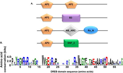 Figure 1. Domain organization of DREB genes in the wheat genome. (A) The four combinations in which the AP2 domain appears. B3: DNA binding domain (PF02362), NB_ARC: NB-ARC domain (PF00931), Rx_N: Rx N-terminal domain (PF18052), and SNF2_N: SNF2 family N-terminal domain (PF00176). (B) Sequence logo for the 123 DREB transcription factors identified in the wheat genome.