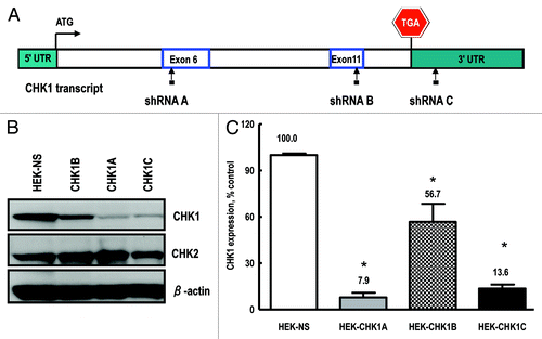 Figure 1. Generation and validation of stable cell lines. (A) Checkpoint kinase-1 (CHK1) transcript structure, depicting the regions targeted by the shRNA constructs used in the current study: exon 6 (shRNA A); exon 11 (shRNA B) and the 3′-UTR (shRNA C). Also shown are the start and stop codons. (B) Representative western blot showing CHK1 expression in cell lines transduced with either the non-silencing shRNA or the CHK1 targeting constructs (CHK1A, CHK1B and CHK1C). (C) Quantification of CHK1 expression in stable HEK293 cell lines. The experiment was performed with three independent replicates and analyzed with Image Quant software (GE). Statistically significant differences are marked by asterisks (p < 0.05).