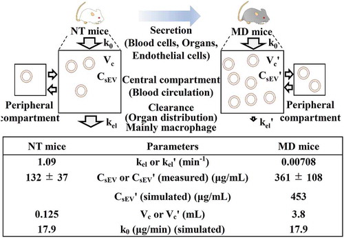 Figure 6. PK analysis of the secretion/clearance balance of MP-sEVs based on intravenous infusion in a two-compartment model. The image above shows the schematic concept. MP-sEVs are secreted from various cells or organs. Under the assumption of this model, the MP-sEVs are secreted into plasma based on zero-order kinetics. MP-sEV clearance from circulation is assumed to follow first-order kinetics. kel or kelˊ: MP-sEV clearance rate constant (min−1). CsEV or CsEVˊ: MP-sEV concentration in blood (μg/mL). Vc or Vcˊ: volume of distribution (mL). k0: MP-sEV secretion rate constant (μg/min). The k0 value was assumed to be constant before and after macrophage depletion treatment. The table below summarizes the PK parameters based on experimental data from Figures 3 and 4.