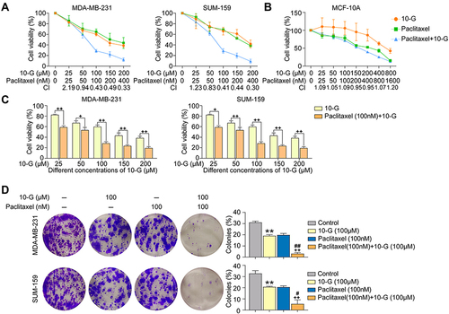 Figure 2 10-G synergically inhibited the proliferation and colony formation of TNBC cells with paclitaxel. (A and B) TNBC cells MDA-MB-231 and SUM-159, as well as non-tumor breast epithelial cell MCF-10A was treated with different concentrations of 10-G or paclitaxel alone or in combination for 48 h. Cell viability was analyzed by CCK-8 assay. The Combination Index (CI) was calculated with Compusyn software. (C) The proliferation of TNBC cells treated with different concentrations of 10-G and combined with paclitaxel (100nM) for 48 h. (D) Representative images of colony formation assay in TNBC cells line after drug treatment. Data are represented as the mean value ± SD, **P<0.01, compared with control; ##P<0.01, compared with paclitaxel; +P<0.05, ++P<0.01, compared with 10-G.