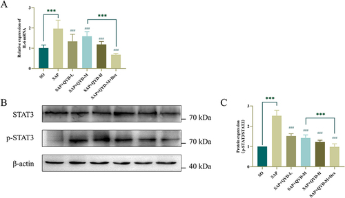 Figure 9 Inhibitory effect of QYKL and DEX on IL-6/STAT3 signaling pathway in SAP rats. IL-6 mRNA (A) and STAT3/p-STAT3 protein expression (B and C) levels in rat lung tissues were measured by qRT-PCR and WB. Data were representative images of each group of rats in at least three independent experiments or expressed as mean±SD. ***Indicates a P value less than 0.001. ###Indicates a P value less than 0.001 compared to the SAP group.