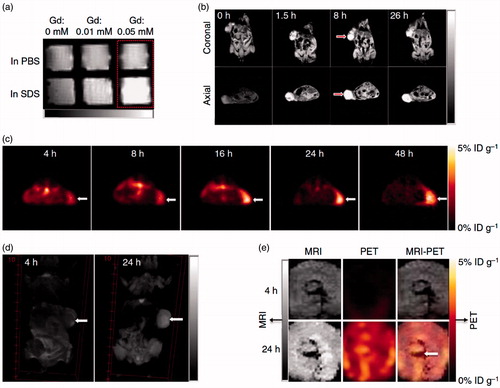 Figure 3. Nanoporphyrin-mediated MRI and PET imaging in animal models. (a) In vitro MRI signal of Gd-NPs in the absence and in the presence of SDS obtained by T1-weighted MRI on a Bruker Biospec 7 T MRI scanner using a FLASH sequence. (b) Representative coronal and axial MR images of transgenic mice with mammary cancer (FVB/n Tg(MMTV-PyVmT) using a FLASH sequence preinjection and after injection of 0.15 ml Gd-NPs (Gd dose: 0.015 mmolkg−1). The white arrow points to the tumor site. (c) PET image of nude mice bearing SKOV3 ovarian cancer xenografts at 4-, 8-, 16-, 24- and 48-h post-injection of 64Cu-labeled NPs (150–200 μl, 64Cu dose: 0.6–0.8 mCi). The white arrow points to the tumor site. (d) 3 D coronal MR images of nude mice bearing A549 lung cancer xenografts using a FLASH sequence at 4- or 24-h post-injection with 0.15 ml of 64Cu and Gd dual-labeled NPs (150–200 ml, 64Cu dose: 0.6–0.8 mCi, Gd dose: 0.015 mmol kg−1). The white arrow points to the tumor site. (e) PET-MR images of tumor slices of nude mice bearing A549 lung cancer xenograft at 4- or 24-h post-injection of dual-labeled NPs. White arrow points to the necrotic area in the center of the tumor (adapted from Li et al., Citation2014).