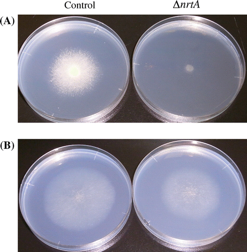 Fig. 4. Growth phenotype of the nrtA-disrupted strain.