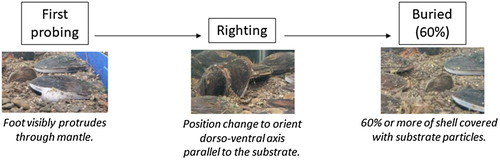 Figure 1. Definitions of terms used to describe burying behaviour used in the experiment.